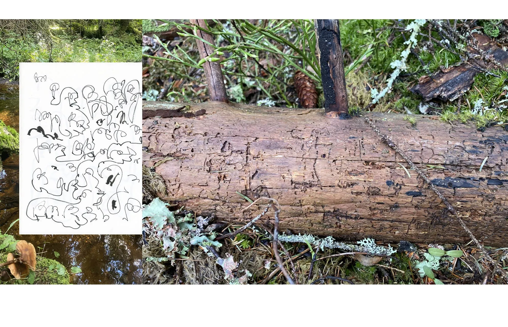 Spread combining a forest stream photo with an ink-scribble drawing and a close-up of a mossy fallen log